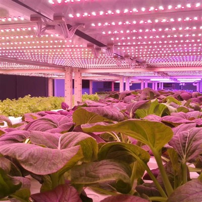¿Qué es la luz de la planta LED?